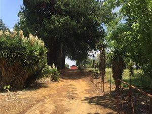 33 ha Farm in Paulpietersburg
