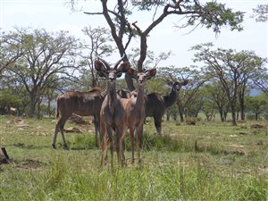 415 ha Farm in Estcourt