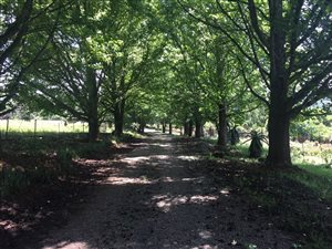 11.5 ha Farm in Merrivale