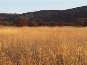376.8 ha Farm in Brandfort
