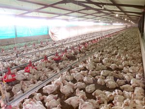 514 ha Farm in Modimole (Nylstroom)