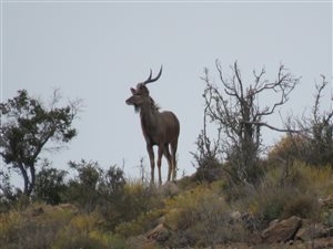 393 ha Farm in Ladismith
