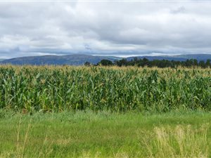498 ha Farm in Alma