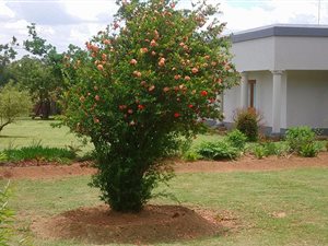 Smallholding in Walkers Fruit Farms