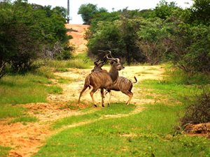 954 ha Farm in Vaalwater