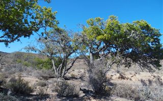 188 ha Farm in Vanwyksdorp