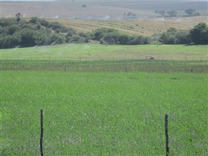 226 ha Farm in Heidelberg