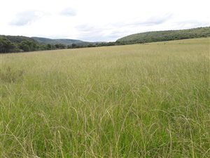 64 ha Land available in King Williams Town