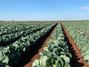 835 ha Farm in Alldays