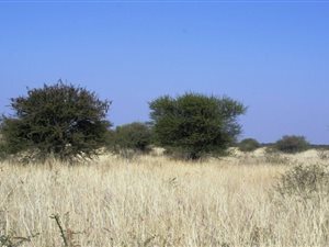 750 ha Farm in Roedtan