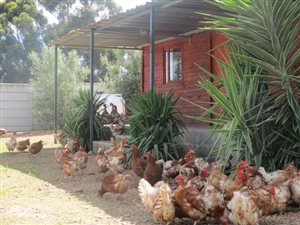 1983 m² Farm in Moorreesburg