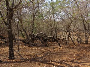 1550 m² Land available in Marloth Park
