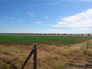 130 ha Farm in Schweizer Reyneke