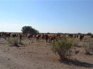 949 ha Farm in Koopmansfontein