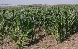 140 ha Farm in Heilbron