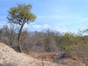 3514 m² Land available in Blyde Wildlife Estate
