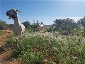 300 m² Farm with House in Kakamas