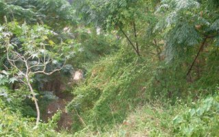 1114 m² Land available in Rose Hill