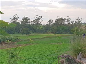 4 ha Farm in Shakaskraal