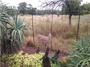 54.2 ha Farm in Groot Marico