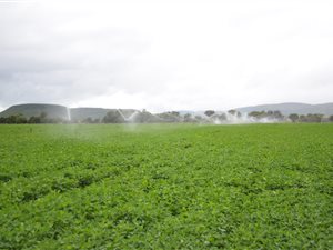 42 ha Farm in Alma