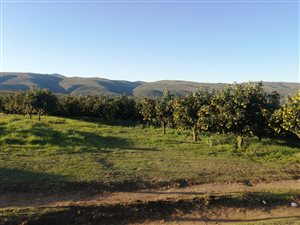 428 ha Farm in Elandsrivier