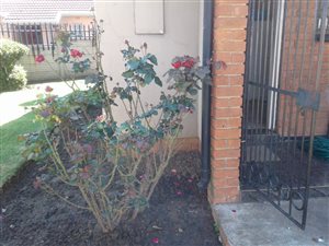 3 Bed House in Bakerton