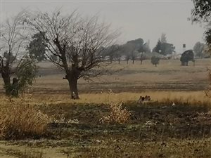27.8 ha Land available in Putfontein