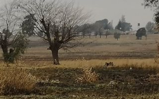 27.8 ha Land available in Putfontein