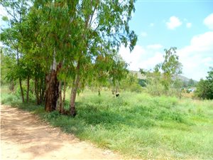 60 ha Land available in Pinehaven