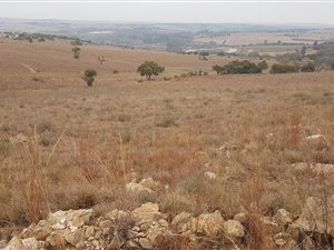 5 ha Land available in Lindley
