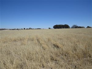 295 ha Farm in Louwna