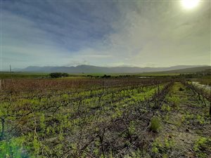 50 ha Farm in Stanford