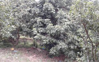 30000 m² Commercial space in Hazelmere