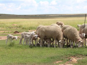 1411 ha Farm in Bloemfontein