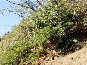 998 m² Land available in Reservoir Hills