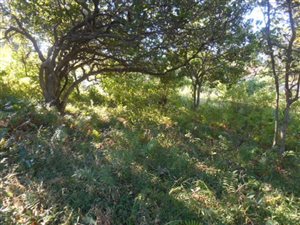 1055 m² Land available in Hibberdene