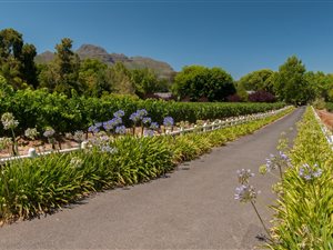 3.6 ha Smallholding in Stellenbosch Agricultural