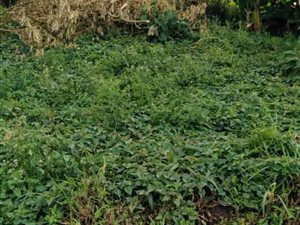 677 m² Land available in Marianhill
