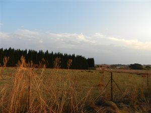 1 ha Land available in Grootfontein Estate