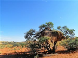 8086 ha Farm in Olifantshoek