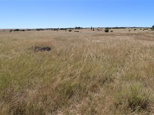 1 ha Land available in Lakeview