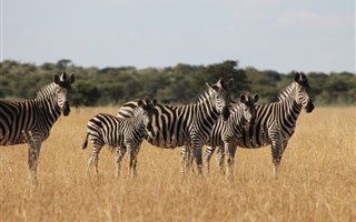 753 ha Farm in Kroonstad
