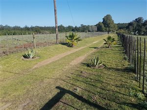 8.5 ha Farm in Rheenendal