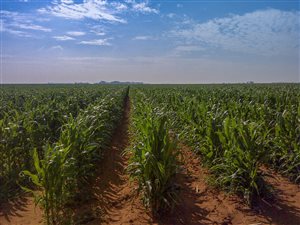 449 ha Farm in Odendaalsrus