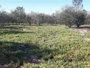 5150 m² Farm in Albertinia
