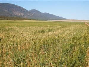 1320 ha Farm in Piketberg