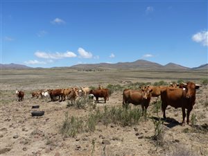 2742 ha Farm in Graaff Reinet