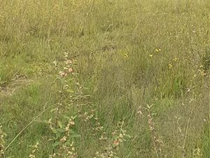 1 ha Land available in Martindale