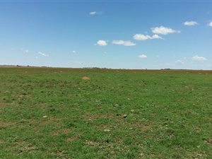 460 ha Farm in Dealesville